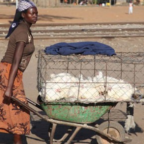 Smallholder livestock farming is a mainstay of the poor